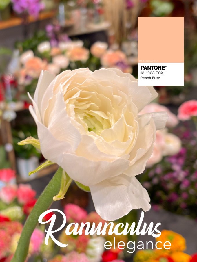 Fleurs de février photo 3